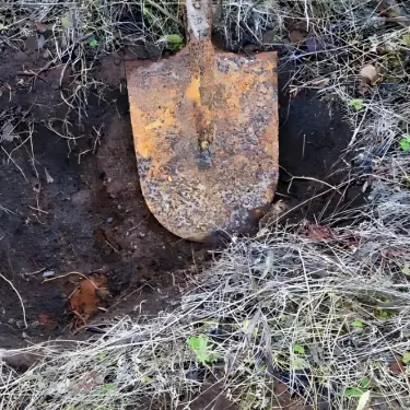 Sådan opbevarer du dine hækplanter - lav et indslag
